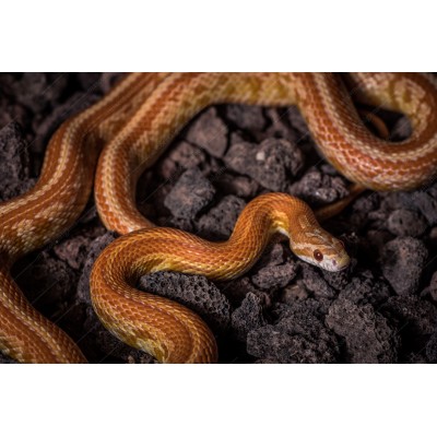 Serpiente del Maizal -  Tessera caramel - Pantherophis guttatus